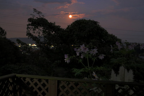 IMG_2132����