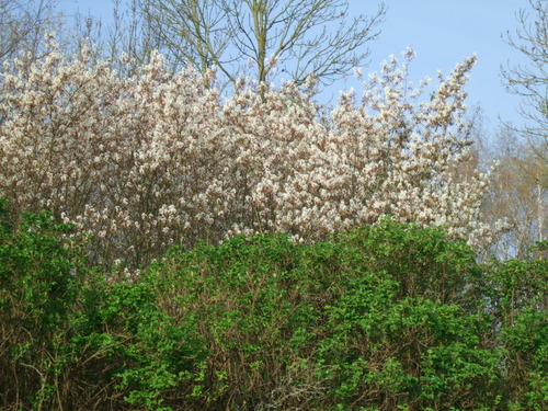 2007_0417オランダ0365