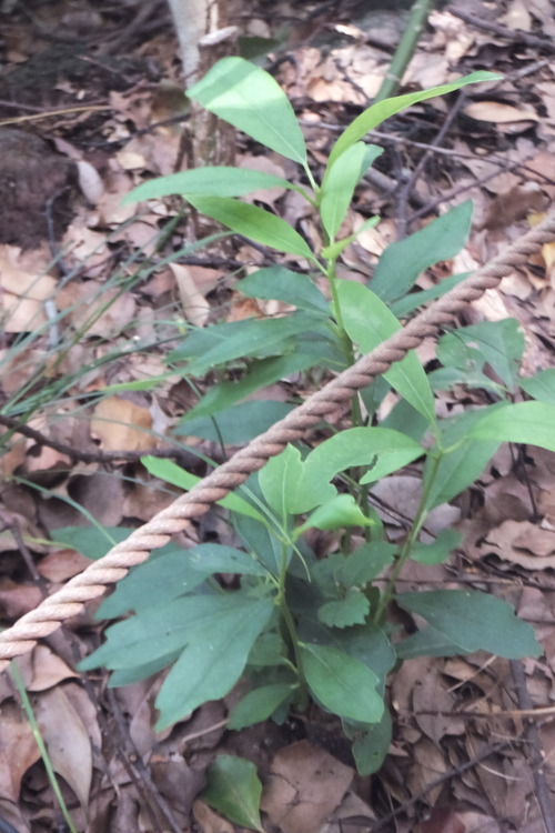 DSCF7886�楺��Ϥμ���