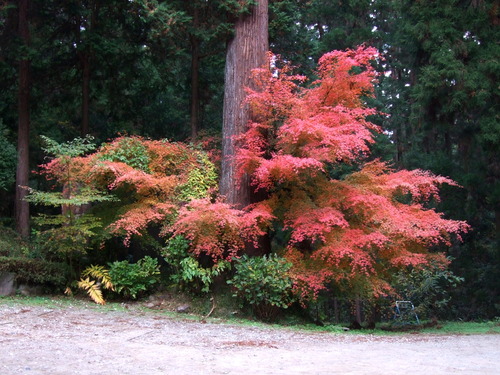 2007_1202¹ä»Ë¾»»Òº§Ìó0044