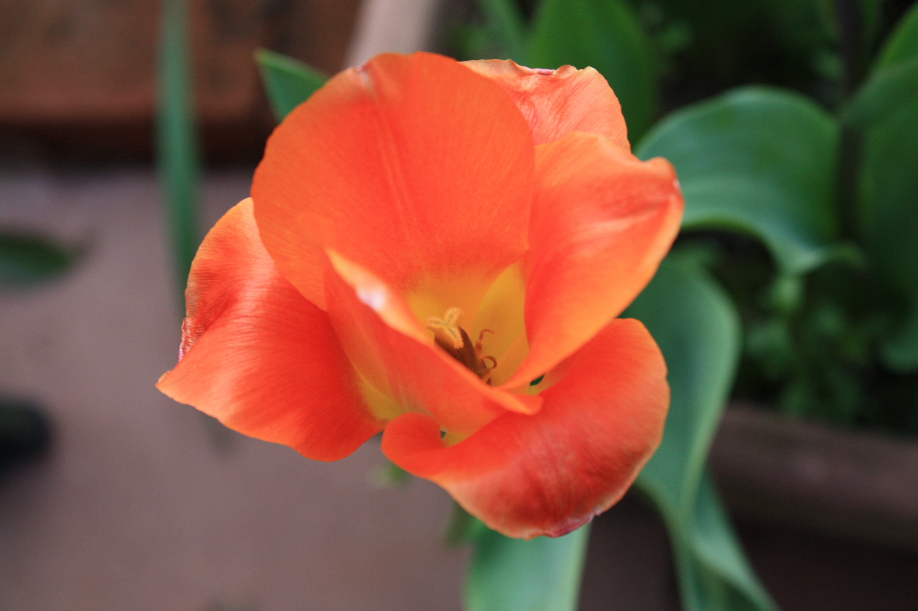 変わりチューリップ 花咲かすおじさん