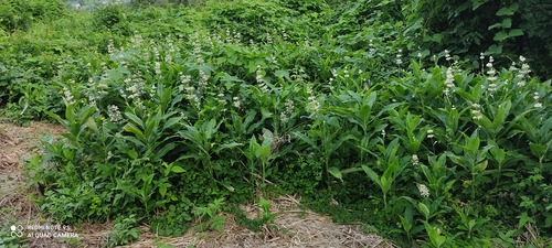IMG_20200819_170935