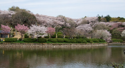 2008_0405三つ池のさくら0011