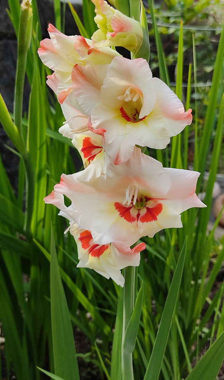 グラジオラス 花咲かすおじさん