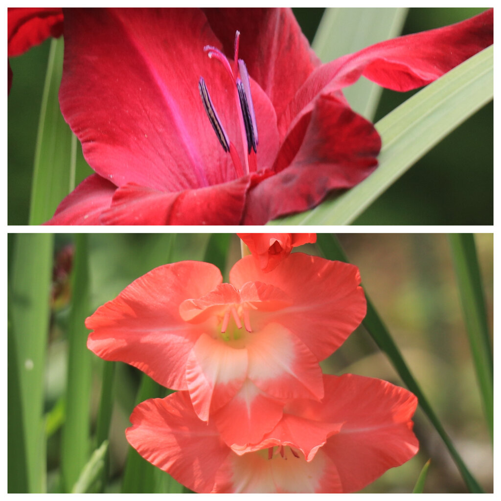 グラジオラス 花咲かすおじさん
