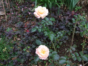 2011_1129akibara0004