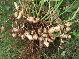 2012_1030Íî²ÖÀ¸¼ý³Ï0002