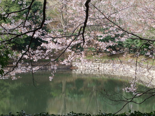 2008_0405三つ池のさくら0004