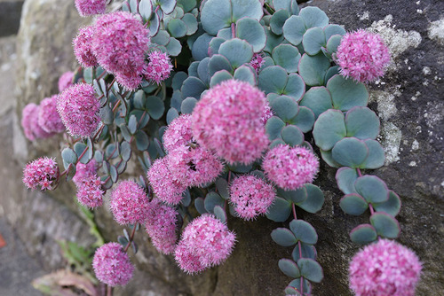 ¥ß¥»¥Ð¥ä¤Î¤Ï¤Ê