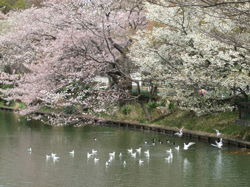 2008_0405三つ池のさくら0033