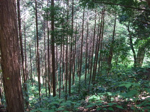 2012_0513河村城0042