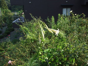 2011_0815¤æ¤ê0001