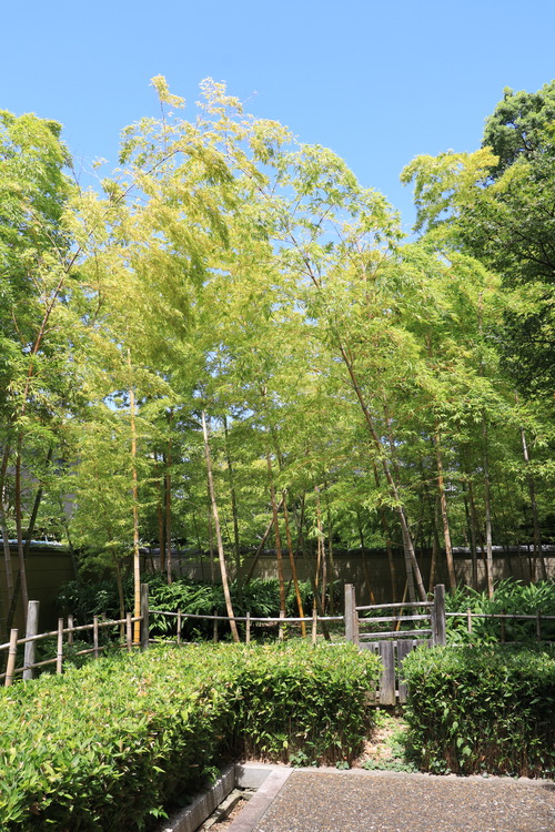 IMG_9555 - ���ԡ�