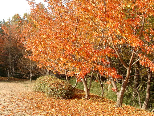 2007_1202Ƴλºµ¢¤êGH0029