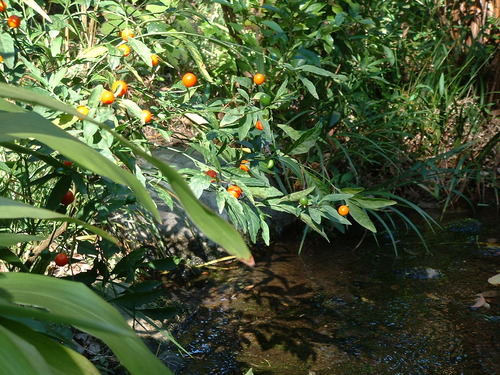 2007_1004¾®Åĸ¶ÈͶ£²0027