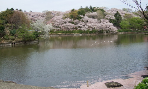2008_0405三つ池のさくら0007