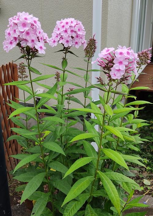 フロックスの花 花咲かすおじさん