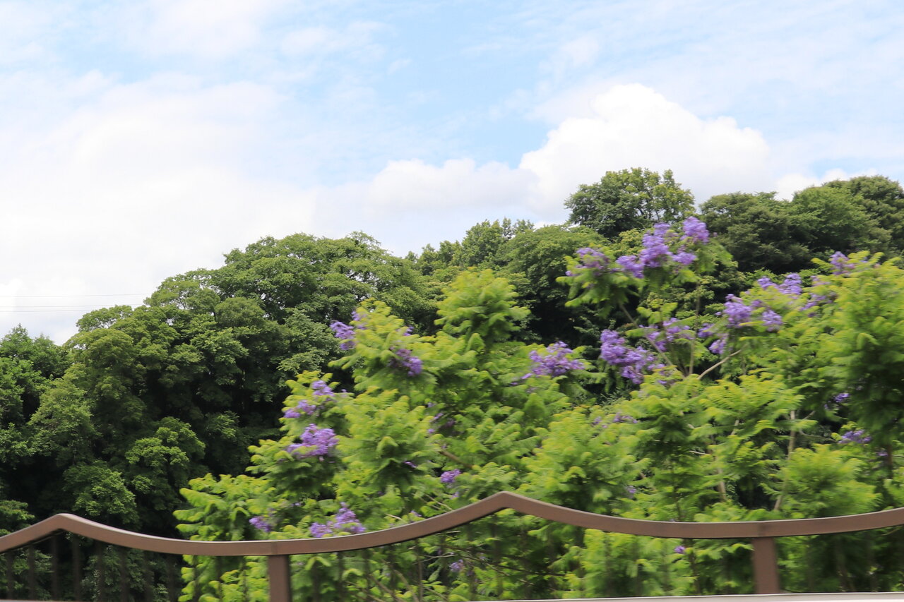 ジャカランダの花ー山北 花咲かすおじさん
