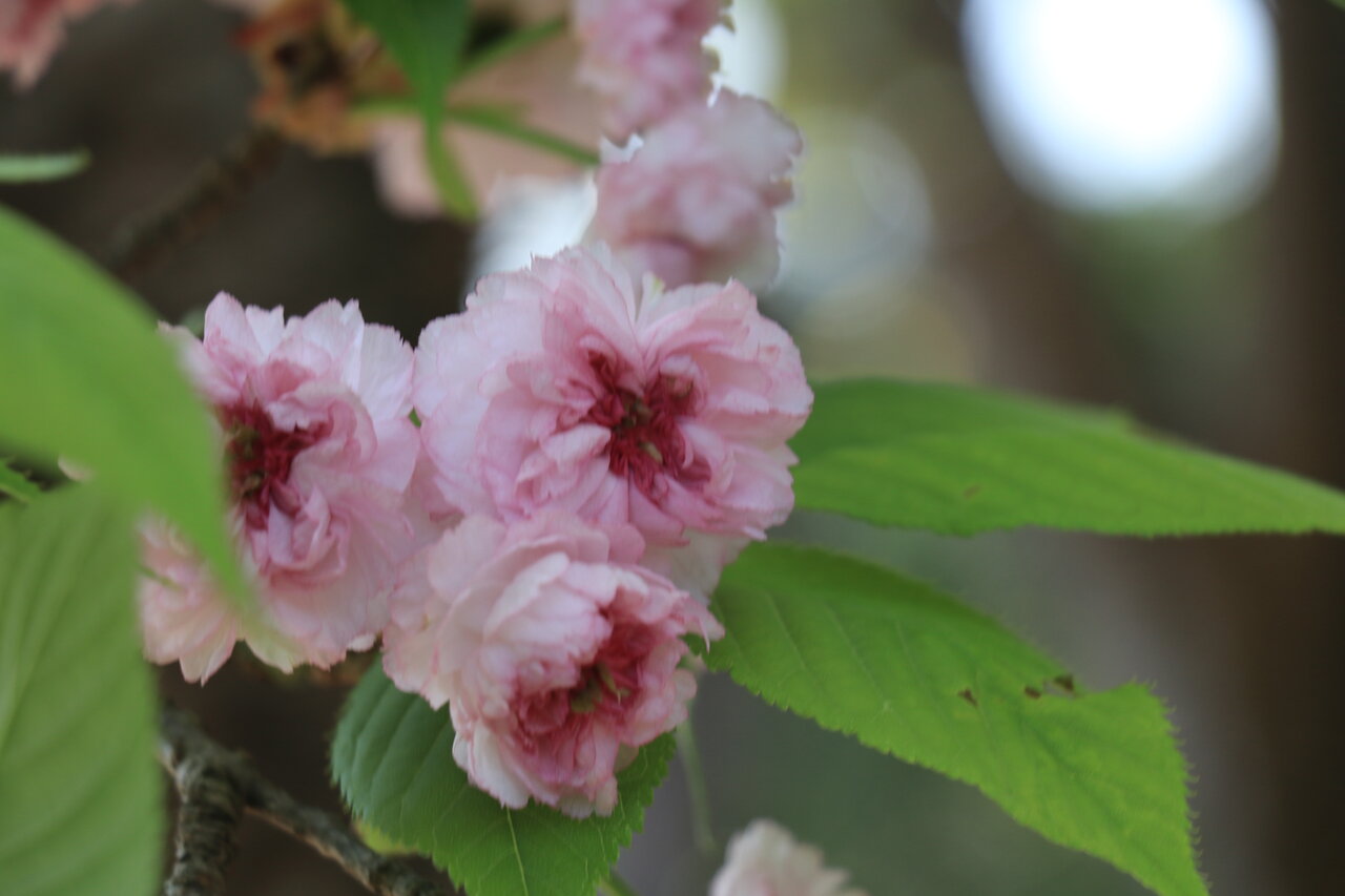 兼六園菊桜 花咲かすおじさん