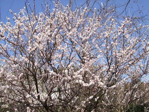 2011_0319GHの黄色0039