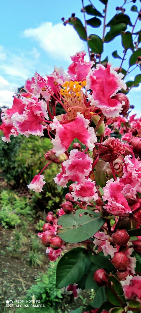 遅咲きサルスベリ 花咲かすおじさん