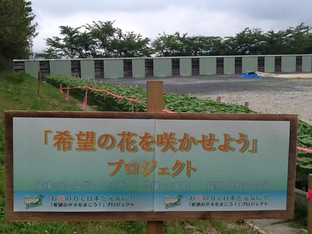 山田町ひまわり