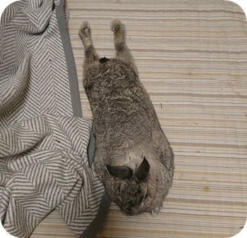 りり372