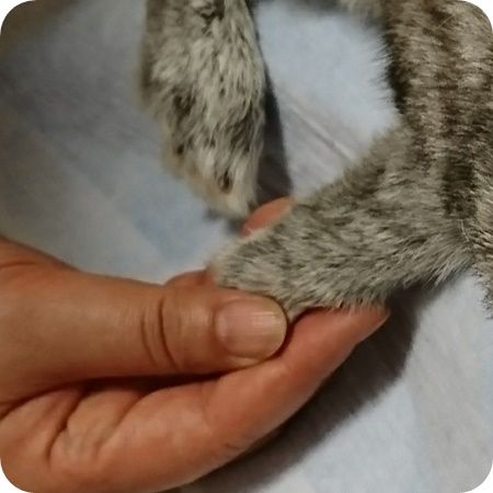 りり376握手