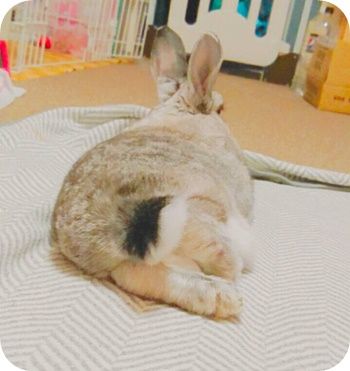 りり371