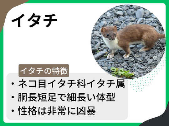 itachiai