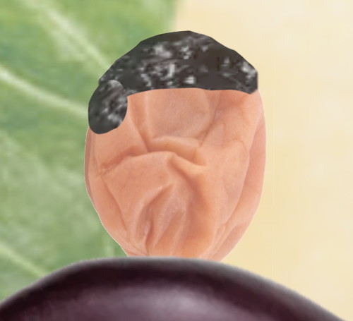 SpXNqjr