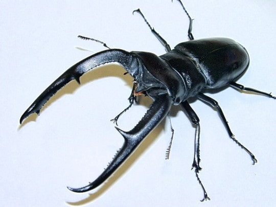 H_mandibularis-min