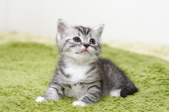 munchkin-min