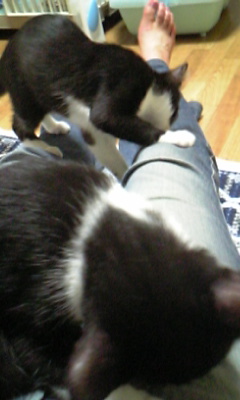 生とんぢる劇場 のらねこ日記