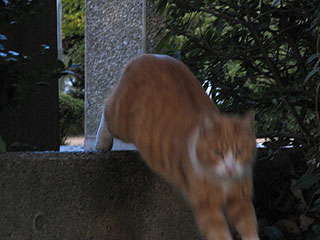 飛び降りる猫 昼猫夜猫別館新棟