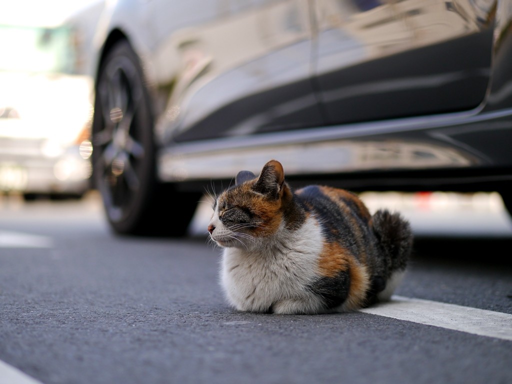 番猫 昼猫夜猫別館新棟 番猫 昼猫夜猫別館新棟