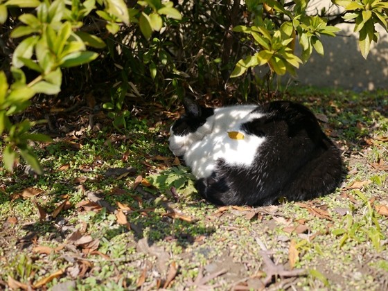 葉っぱマークの猫 昼猫夜猫別館新棟