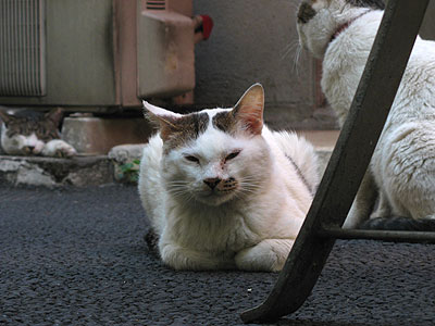 鼻で笑う猫 昼猫夜猫別館新棟 鼻で笑う猫 昼猫夜猫別館新棟