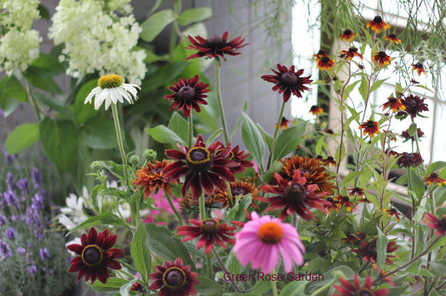 チョコレート色のルドベキアとy様の駐車場完成報告 G Rose Blog