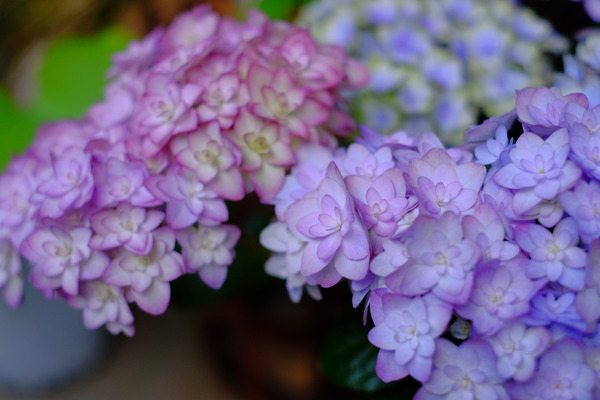DSCF5882