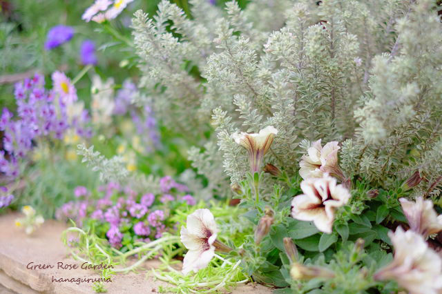 春のレイズドベッド花壇を作らせていただきました G Rose Blog 春のレイズドベッド花壇を作らせていただきました G Rose Blog