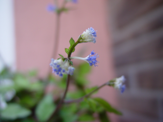 我が家へ仲間入り の一部 ｇａｌａｎｔｈｕｓのひとりごと