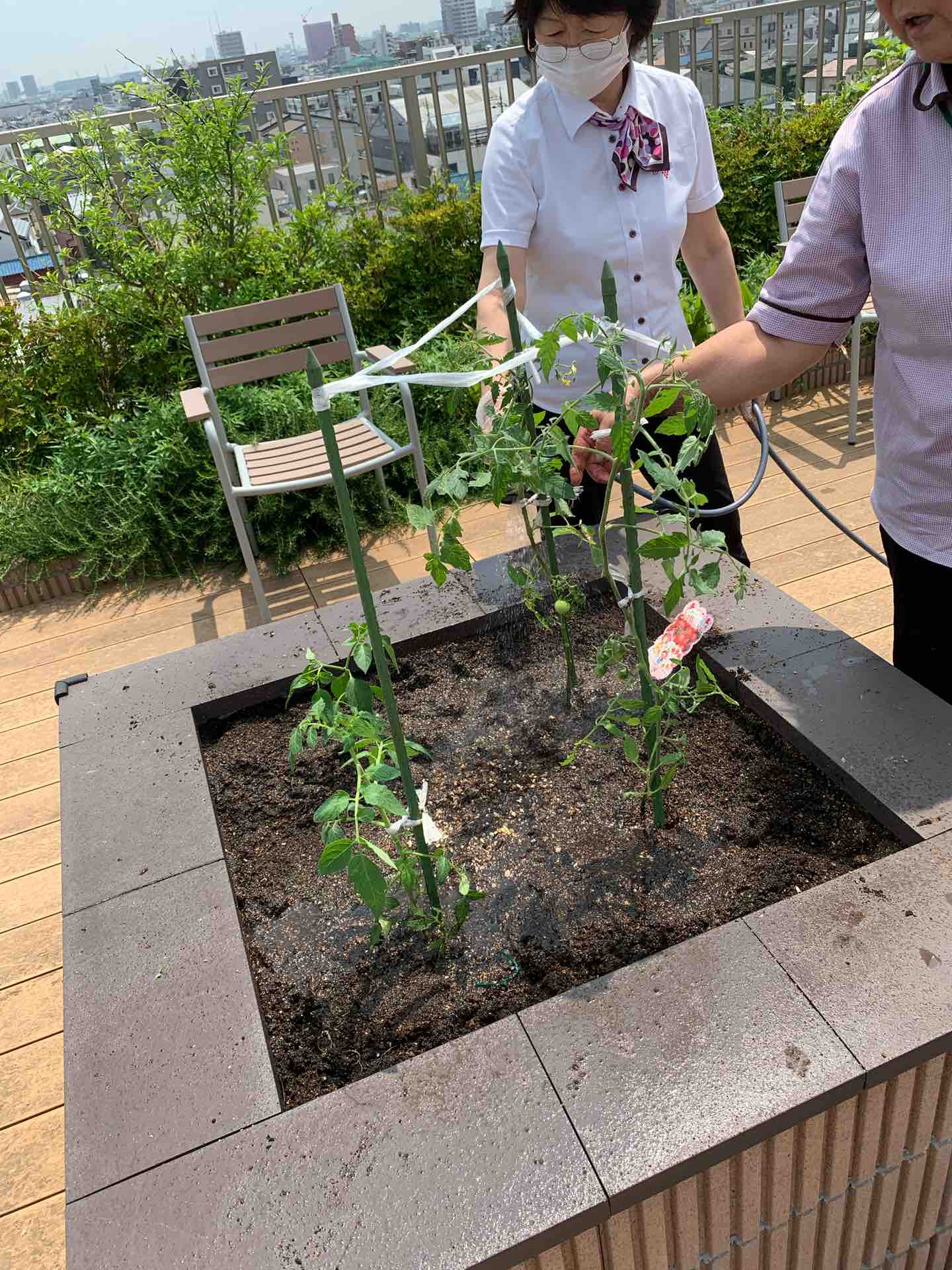 屋上の植え込み作業 : グレイプス立石のブログ