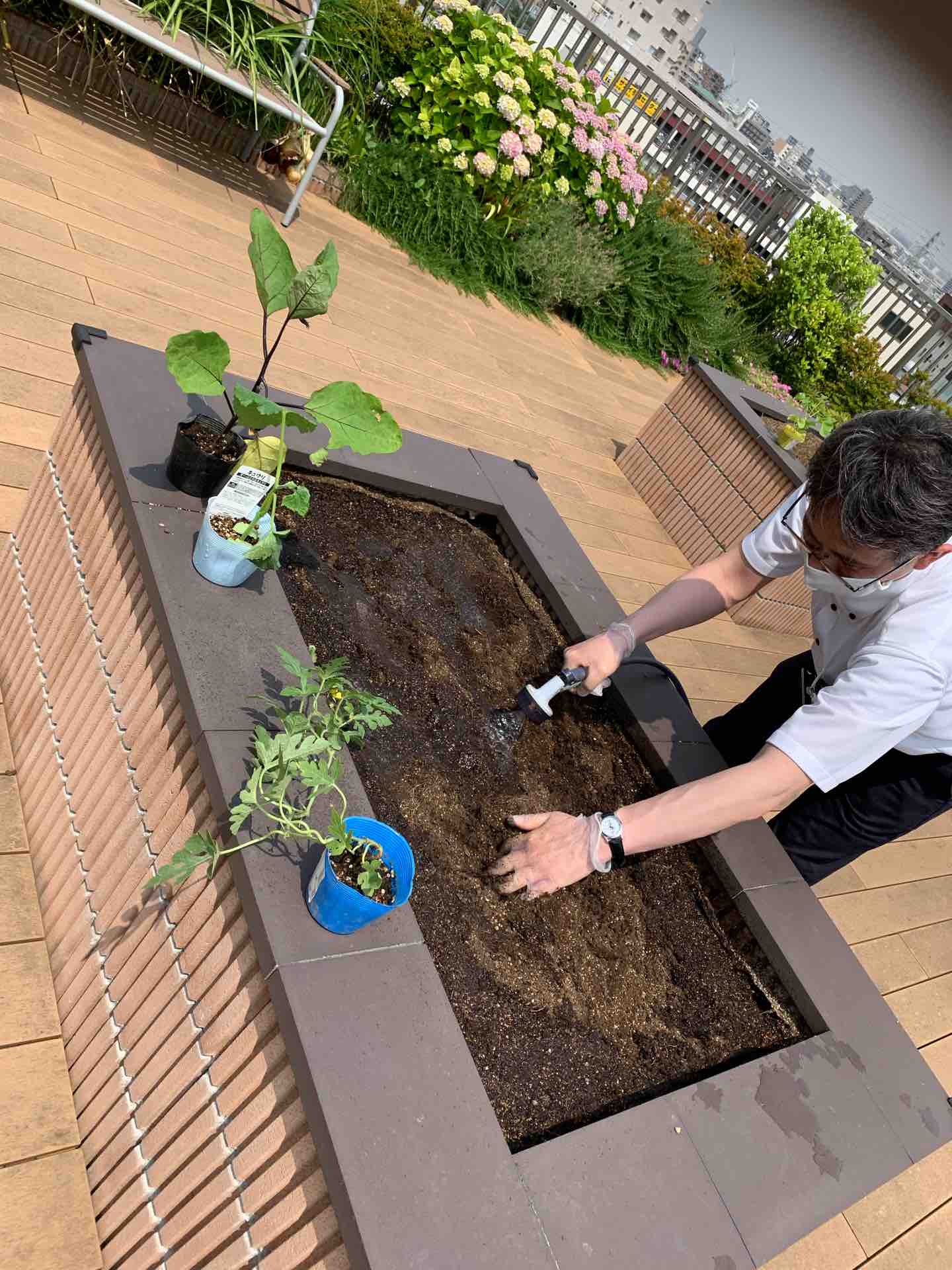 屋上の植え込み作業 : グレイプス立石のブログ