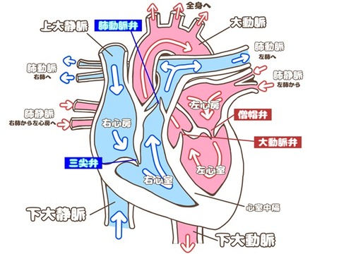 shinzou
