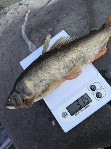 PXL_20251012_071323978.MP