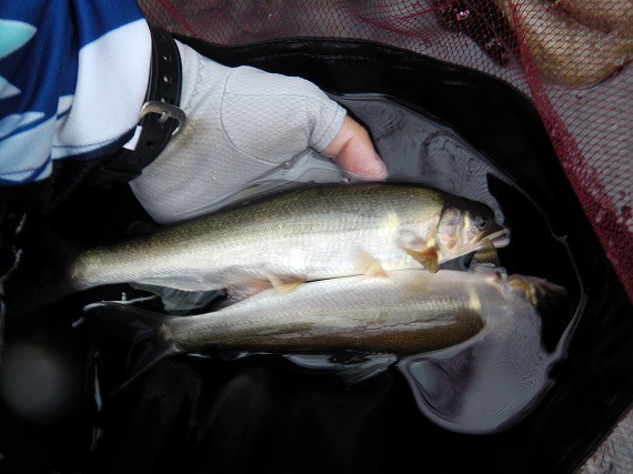 1caba456.jpg