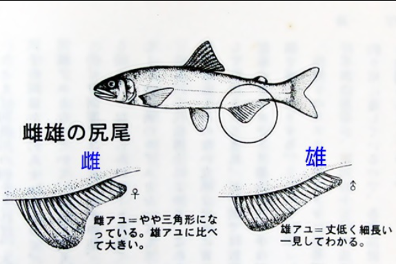 キャプffチャ