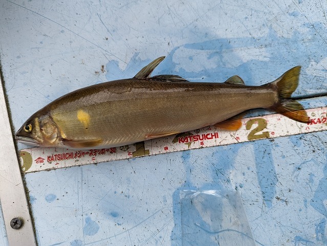 PXL_20220817_081515350