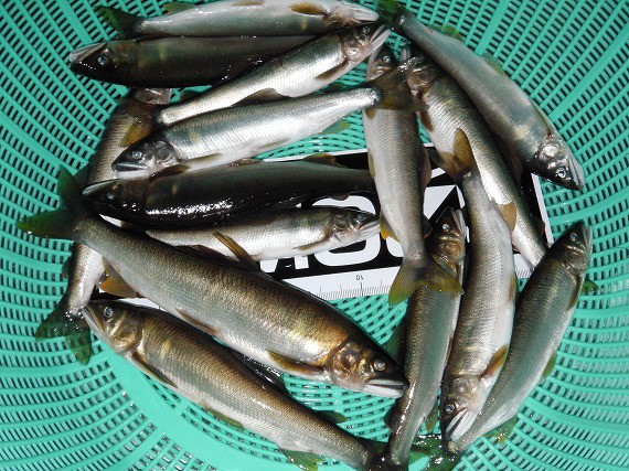 4e092f08.jpg